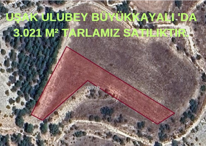 Fotoğraf